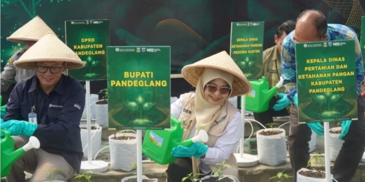 Sukseskan Kedaulatan Pangan, Bupati Pandeglang Tanam Cabai Bersama Perwakilan Bank Indonesia Provinsi Banten