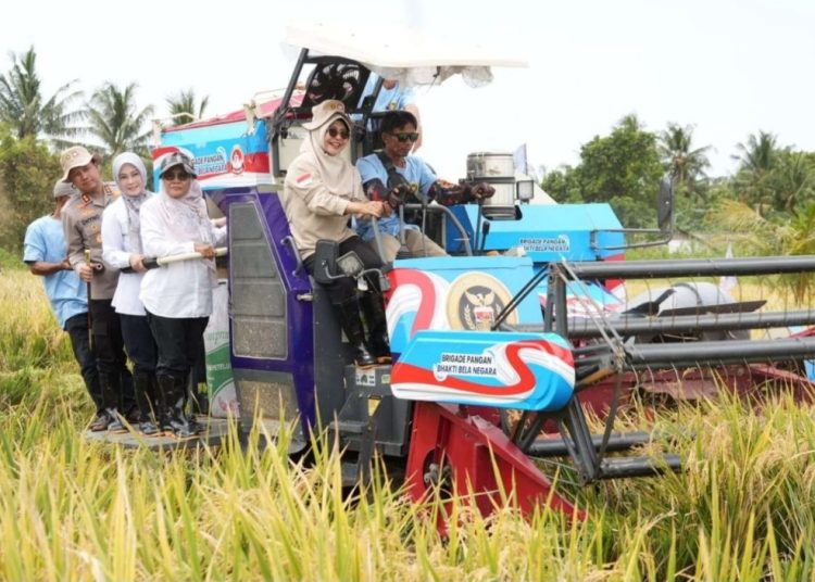 Bupati Pandeglang Hadiri Festival Panen Raya Di Carita, Tembok Ketahanan Pangan Nasional