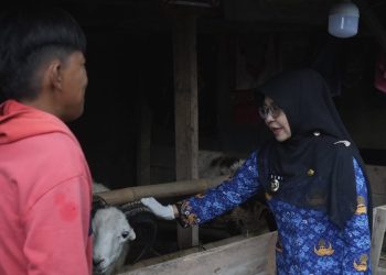 Jelang Idul Adha, Bupati Dewi Setiani Monitoring Lapak Hewan Kurban